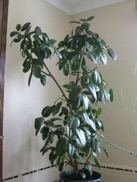 Information On Growing Rubber Tree Houseplants