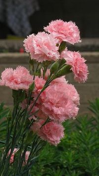 fantasy Dianthus Caryophyllus | Dianthus Caryophyllus