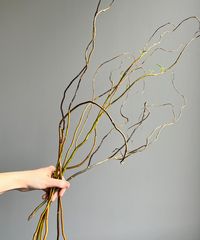 BFMGR04,Curly Willow Tips Unlike any other branch, curly willow gives height and depth to arrangements. Each stem has a slight curve, as its name suggests, giving your decor a truly magical touch.