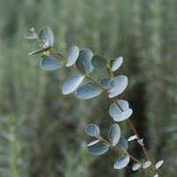 Grow your own flowers with these Silver Eucalyptus Seeds. Each pack contains 100 seeds. Highlights: Product Type: Bonsai Use: Outdoor Plants Cultivating Difficulty Degree: Very Easy Classification: Mini Garden Flowerpot: Excluded Location: Courtyard Function: Interest Size: Small Applicable Constellation: Taurus Climate: Subtropics Style: Annual Model Number: 50 Full-bloom Period: Summer Type: Blooming Plants Variety: Eucalyptus