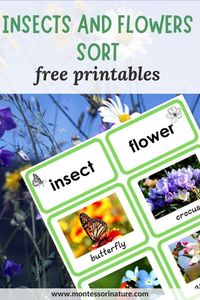 10 Types of Flowers and 10 Types of Insects Spring and Summer Sort Free Printable - Montessori Nature Printables