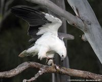 White-bellied Sea-eagle