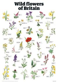 Wild flowers of Britain - Guardian Wallchart Prints - Easyart.com