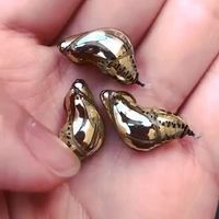 Living Jewelry - The Shiny Cocoons of This Exotic Butterfly Look Like Gold Jewels