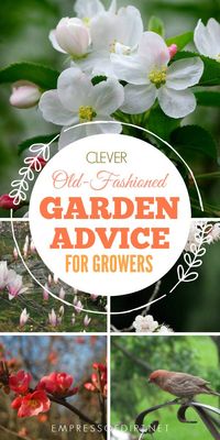 Old-fashioned garden advice and wisdom to use in the home garden. #gardening #oldfashioned #gardenmyths #gardentips #wivestales #empressofdirt