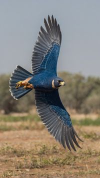 A majestic blue falcon in mid-flight Nature Canvas