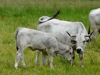 Gascon Cattle is a breed of cow. Two different types of this breed of cattle are: à muqueuses noires and aréolé.