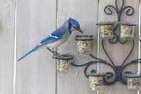 Here is a way to repurpose those tealight candle holders you have hanging around collecting dust. The birds like it... and it's prettier than my other feeders and easier to fill.