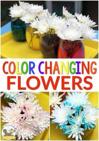 Color Changing Flowers Experiment. This is a super fun science experiment you can do in your preschool or pre-k classroom for observation, prediction, and data collection. #preschool