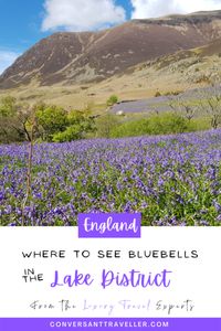 Rannerdale Bluebells - parking, walks and more - Conversant Traveller