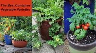 Growing food in containers is not only an easy way to grow, but it’s also beautiful and productive. Check out these awesome container vegetable plants to grow in your garden.