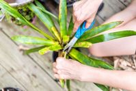 Dracaena Pruning Guide - How And When Should I Cut Back A Dracaena