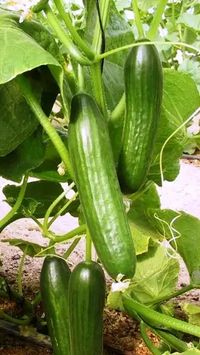 Hand-Pollinating Your Cucumber Plants - Dengarden