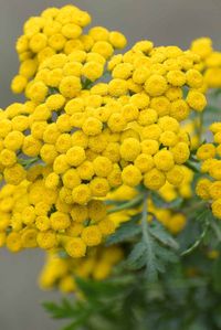 Closeup of blooming common yarrow, with small yellow flowers in a tight cluster.