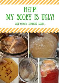 Help My Scoby is UGLY! and other common issues....the many faces of kombucha scobies and how to know what they mean....~Cultured Food Life