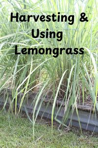 Lemongrass is a great herb to grow for beginners. It is delicious in recipes while also being medicinal. Harvesting and using lemongrass is so easy. Lemongrass also makes a delicious tea and smells heavenly.