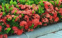 IXORA MAUI CAPE CORAL