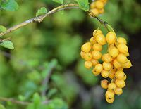 Golden Dewdrop - University of Florida, Institute of Food and Agricultural Sciences