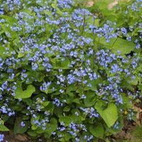 Kaukasus-Vergissmeinnicht - Brunnera macrophylla  Bloeit graag in de schaduw.  Bloeitijd: april-mei