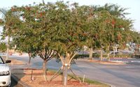 BOTTLE BRUSH TREE CAPE CORAL