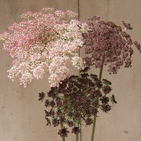 Attractive 3-5" lacy umbels atop strong, sturdy, upright stems. Flowers in shades of dark purple, pink, or white. Highly productive with 7-15 stems per plant. Long-lasting in bouquets. Also known as Queen Anne's lace Color: Multicolor.