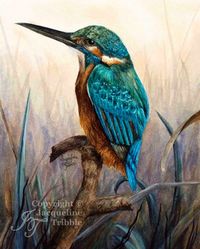 Print - Kingfisher Watercolor Painting by Jacqueline Tribble - Beautiful turquoise bird print, water