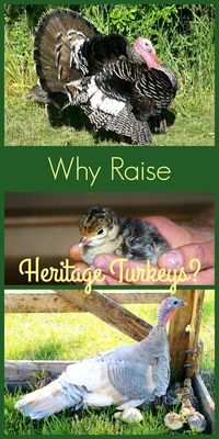 Why Raise Heritage Turkeys?