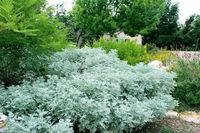 Low water perennials- Wormwood (Artemisia) Zones 4-9 Wormwood is one of those near perfect plants, though its grown mainly for it’s foliage. Tolerant of low water, poor soil and high humidity, it’s ferny, grayish green leaves are the perfect backdrop for any flowering plant. Once established, needs very little additional water, and very pest resistant. Full sun to part shade, we love “Powis Castle” that grows into a mound to 3 feet high and wide. Aromatic. TGG Tip: Flower stalks are insignif