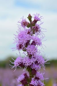 Alternative image 7 for Liatris aspera.