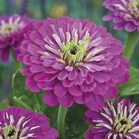 Bluberry Cream Mix Zinnia Flower Seeds | eBay