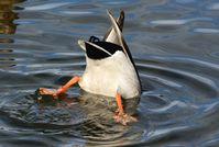 Looks like this little guy's gone fishing! #duck #wildlifephotography #buckshotapparel