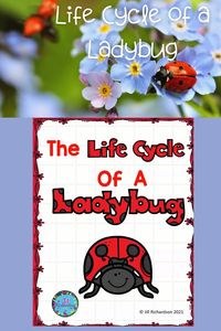 Fun Life Cycle of a Ladybug Emergent Reader for your little learners! This is a simple emergent reader for Preschool, kindergarten, first grade and second grade students to read and learn about ladybugs. Take a look at the PREVIEW 1 Large Copy of book for projecting to the class or using with Google Classroom 9 page booklet in black and white 2 day lesson plans 1 writing printable 1 sight word printable 1 vocabulary printable 1 life Cycle printable 1 word search #lifecycleofaladybug