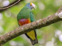 Coroneted Fruit-Dove - eBird