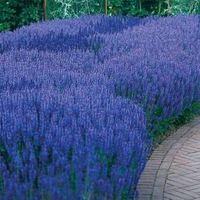 You are sure to enjoy summer-long beauty year after year with this rich violet-blue Salvia. This garden-favorite perennial is a member of the mint family, performing well and blooming brilliantly with a lovely fragrance. Butterflies love it as well. Heat- and drought-resistant hybrid explodes with plump spikes in midsummer. Flowers have long staying power well into fall. It is an excellent choice for cut-flower arrangements, and can be dried as well. Salvia is easy to care for with a good resist