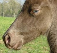 The blue eye of a classic champagne (black + champagne) filly. Her eye color will change to green and then hazel as she ages.