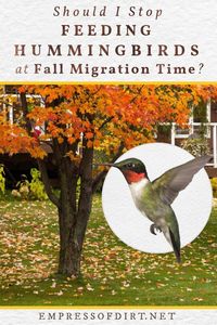 When to Take Down Hummingbird Feeders in Fall