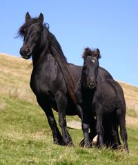 Dales pony