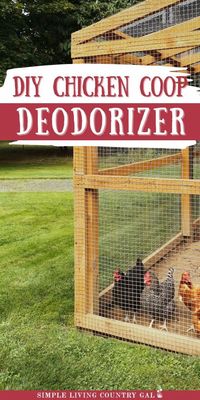 Chickens are fun and their eggs are delicious, but chicken coops can be smelly. Today, learn to make a Homemade Chicken Coop Deodorizer to keep it fresh. Raising backyard chickens provides farm-fresh eggs daily, ensuring a constant supply of deliciousness in your kitchen. Keep your chicken coop clean and odor-free!