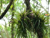 Tree Epiphytes: Learn About Epiphyte Plant Care And Growth