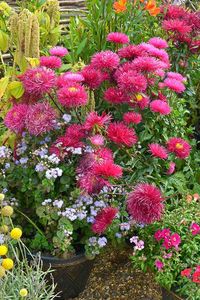 As summer fades to fall the vibrant blooms of China aster extend the summer colors. In a dazzling array of shades including pink, purple, red, blue, and yellow, these flowering annuals also make attractive vase arrangements. Learn how to grow and care for China aster on Gardener's Path. #aster #gardening #gardenerspath