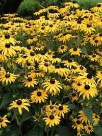 Rudbeckia Goldsturm -- Bluestone Perennials