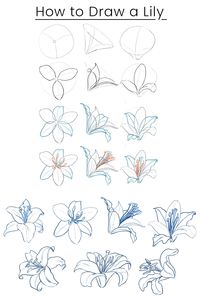 Learn How to Draw the Lily Flower, Petals, and Leaves