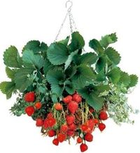 Strawberry plants can be planted in a hanging basket which keeps slugs, snails & rabbits from getting to the strawberries. Netting should be used to protect from birds. Tomato feed is perfect for strawberry plants in baskets, feeding every couple of weeks. Water frequently as baskets dry out quickly in summer.