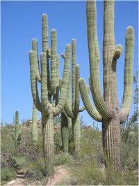 Saguaro Cactus - a protected species  (The Sonora Desert in Tucson, AZ-1996)