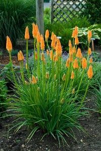 Red Hot Poker (Kniphofia ‘First Sunrise’)