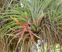 Air Plant Varieties: What Are Different Types Of Air Plants