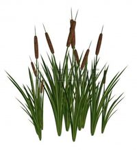 Cattails