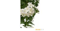 Solanum jasminoides alba | White Potato Vine | Plug Plant