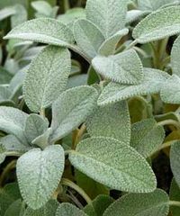 Salvia officinalis 'Berggarten' - sage leaves said to rival lambs ear in softness! turn purple in full summer sun, & excellent culinary uses