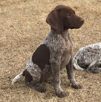 Puppies For Sale Outback Kennels More